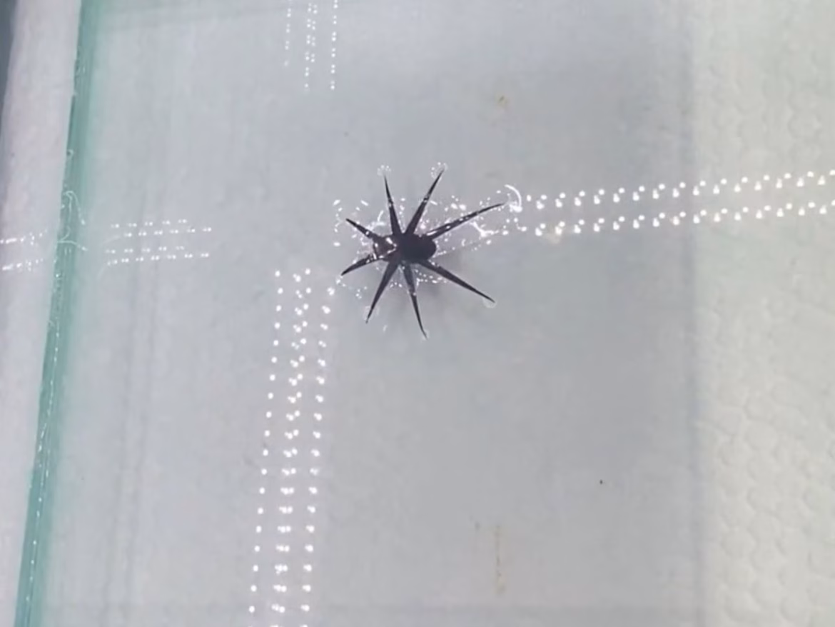 Эрдэмтэд шавж шиг усан дээгүүр алхдаг робот бүтээлээ